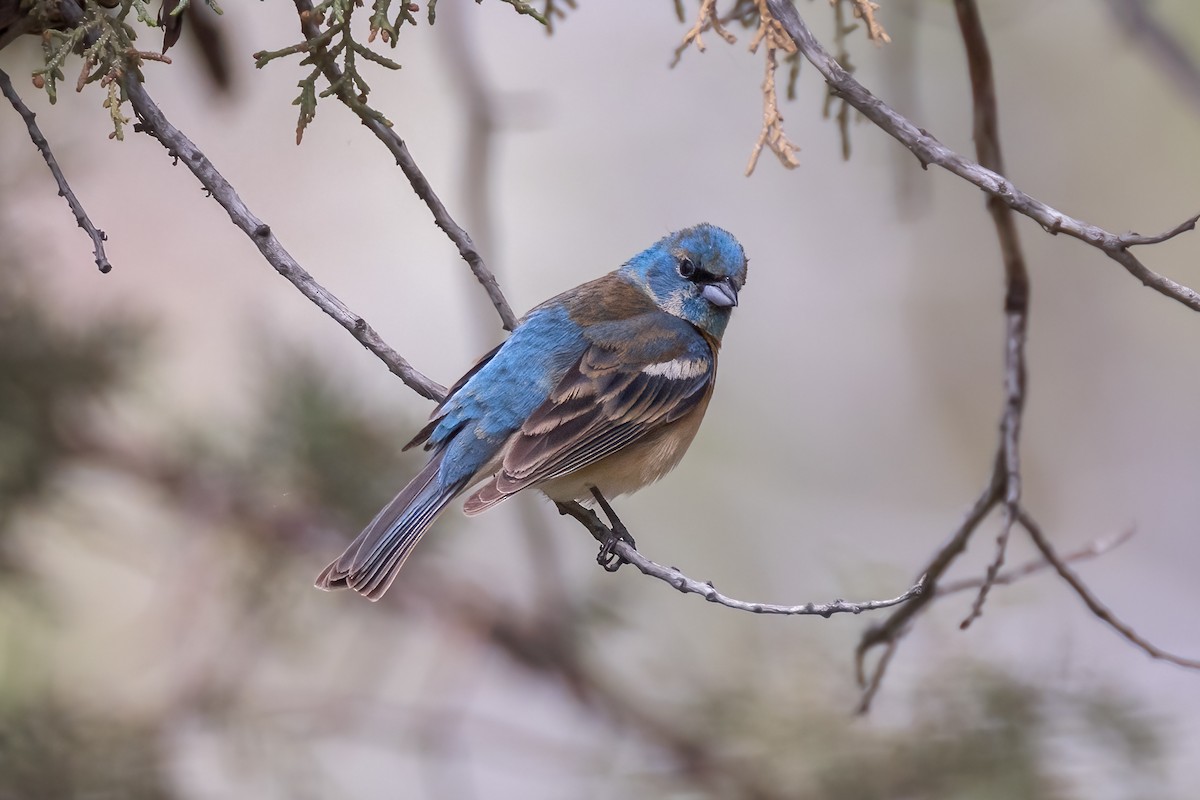 Lazuli Bunting - ML620801032