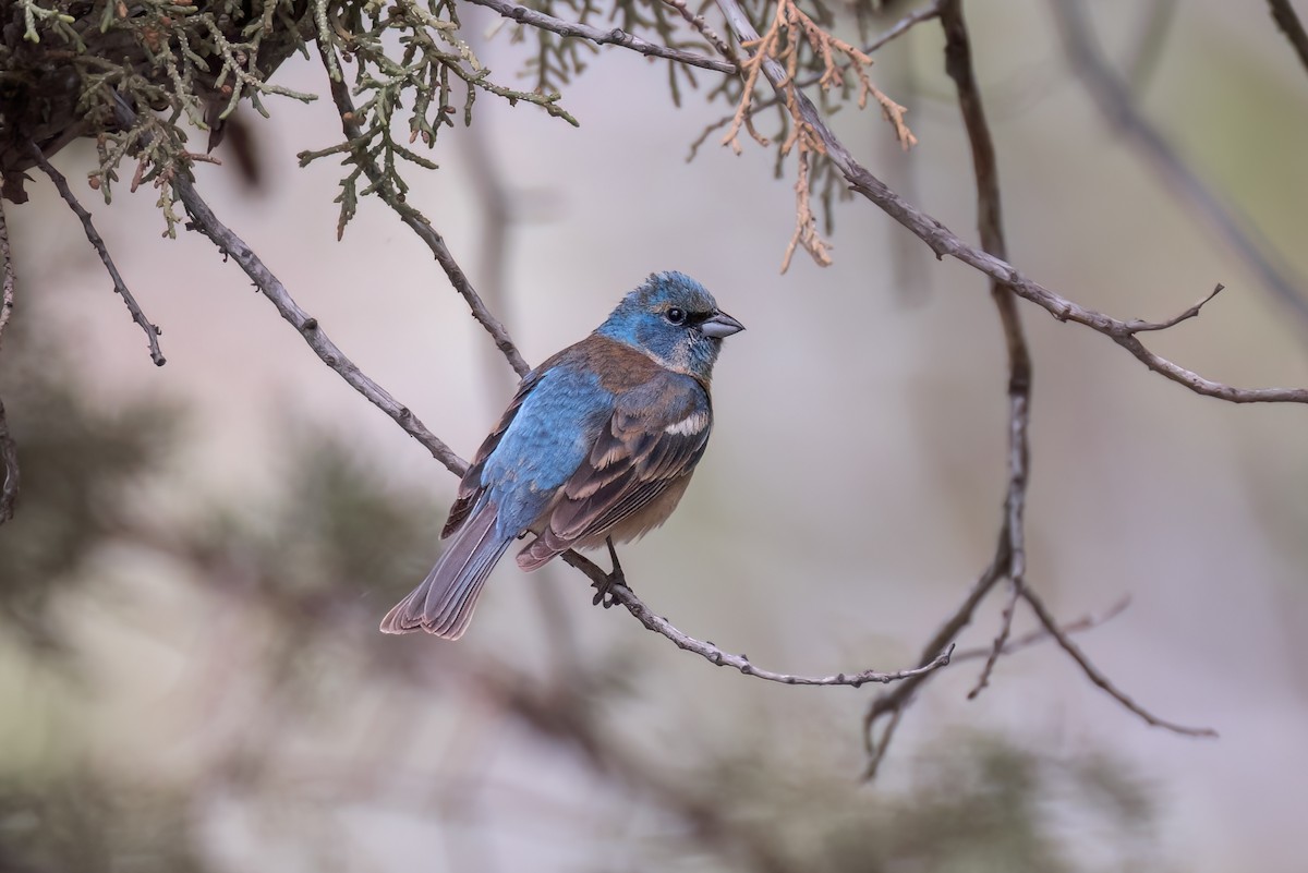 Lazuli Bunting - ML620801033