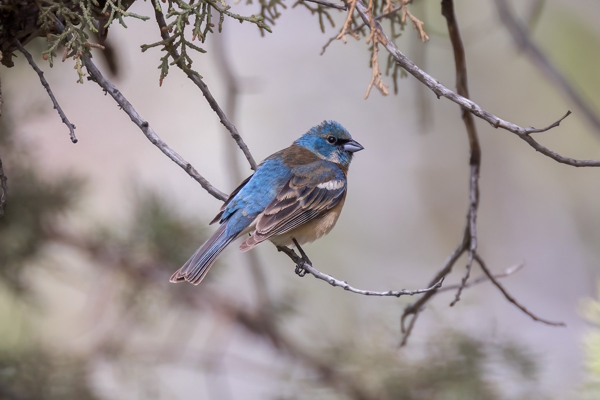 Lazuli Bunting - ML620801034