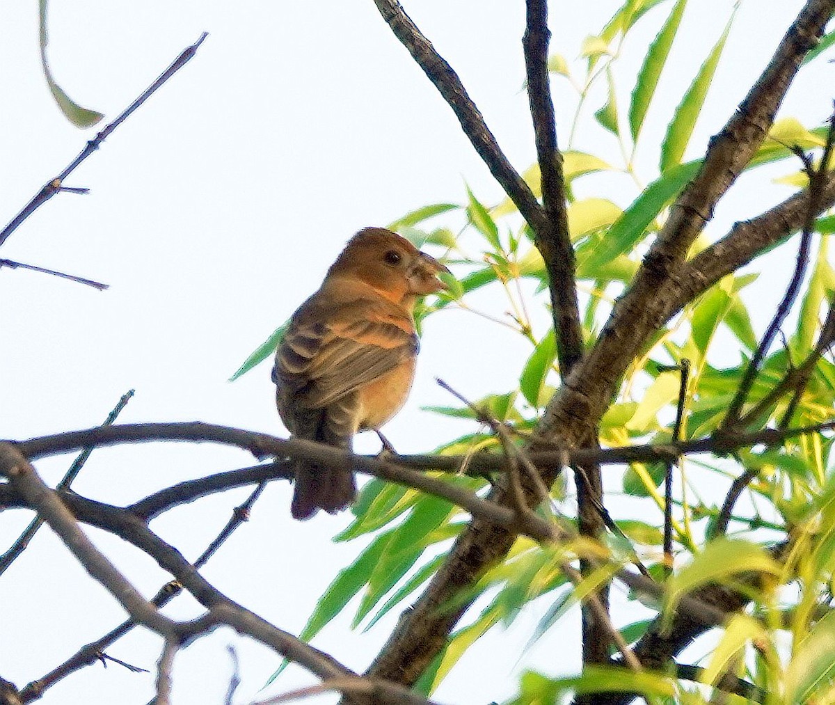 Blue Grosbeak - Kim Nelson