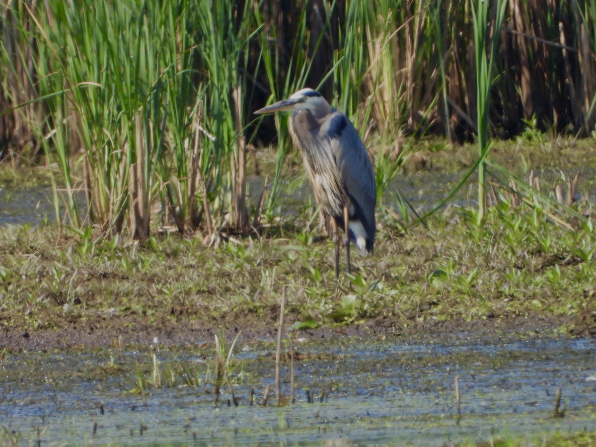 Garza Azulada - ML620801038