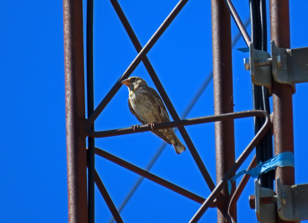 Rock Sparrow - ML620801045