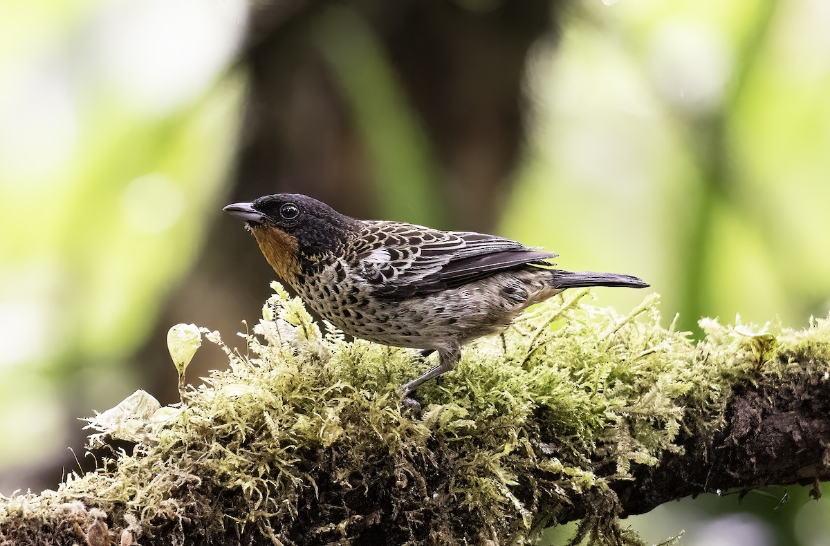 Rufous-throated Tanager - ML620801046