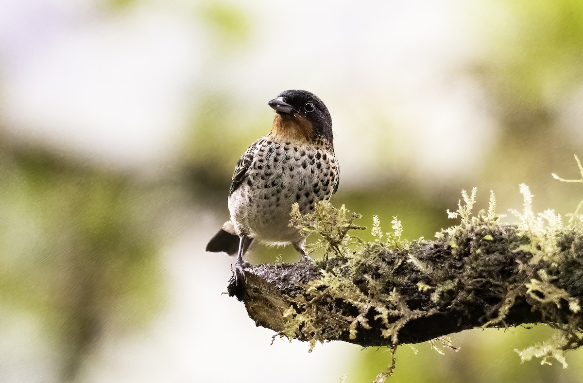 Rufous-throated Tanager - ML620801047