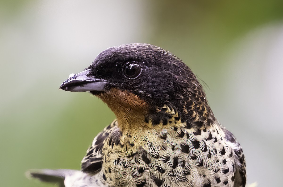 Rufous-throated Tanager - ML620801050