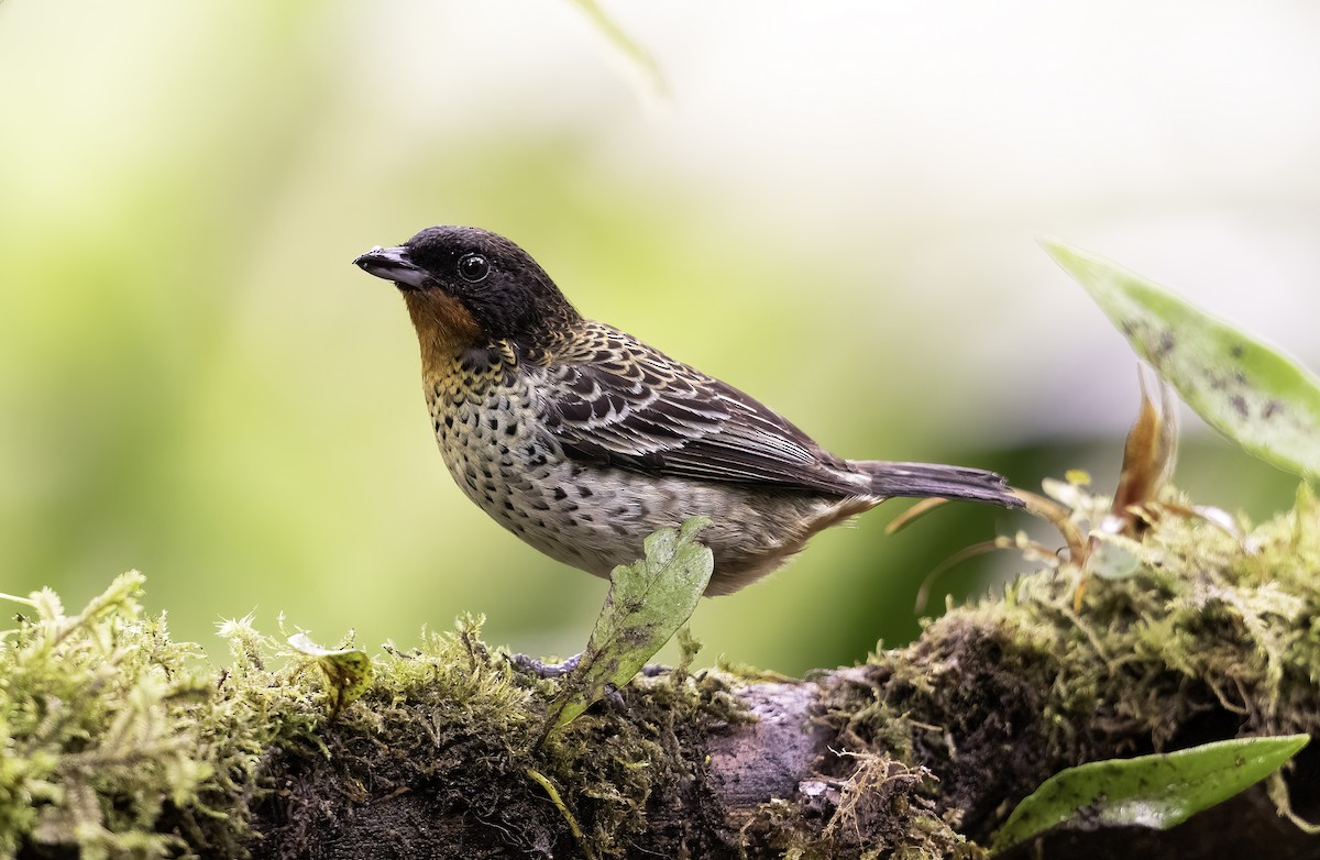 Rufous-throated Tanager - ML620801053