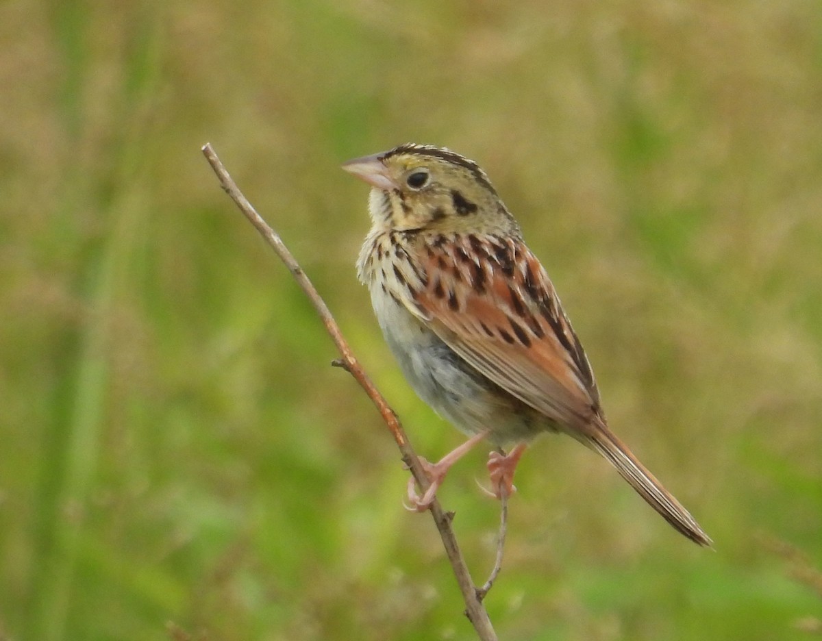 Henslow's Sparrow - ML620801054