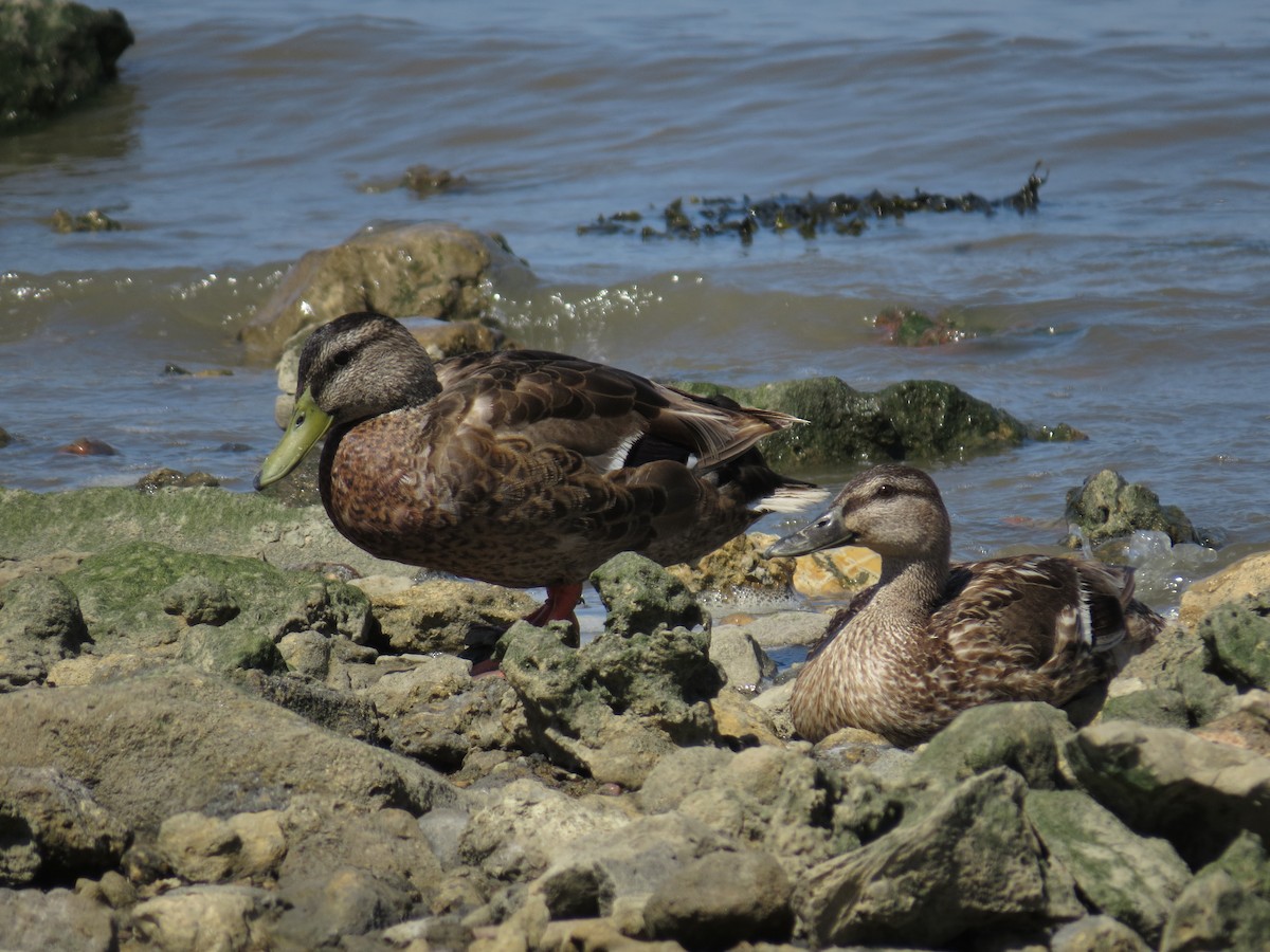 Canard colvert - ML620801058