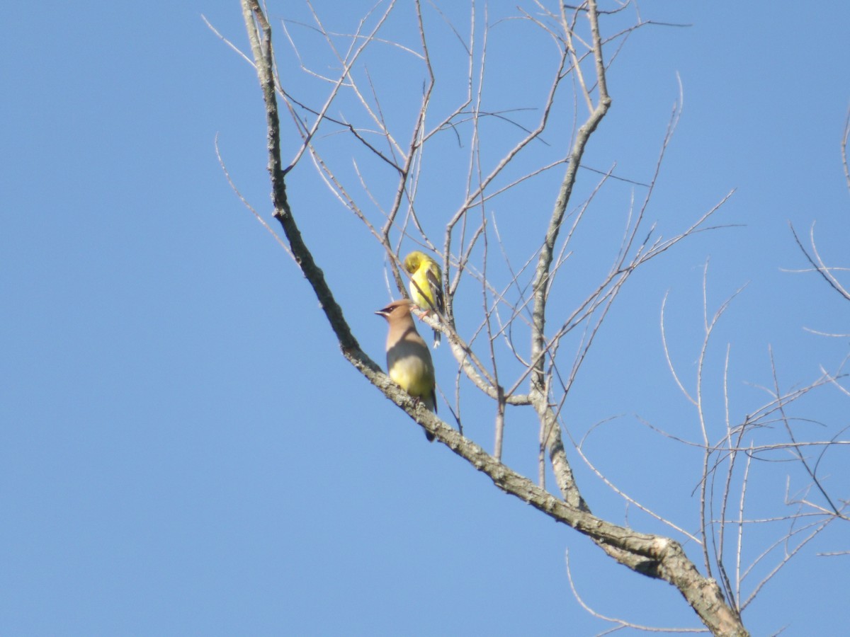 Cedar Waxwing - ML620801060