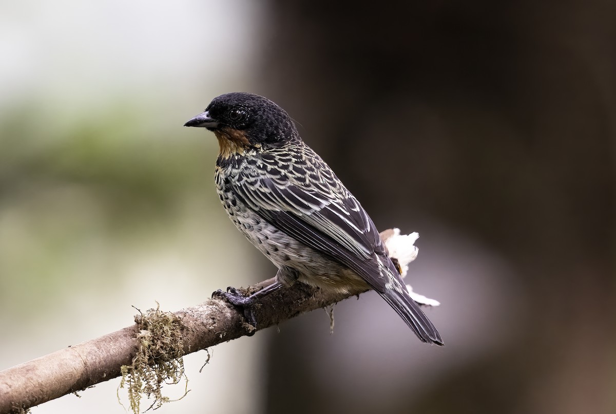 Rufous-throated Tanager - ML620801063