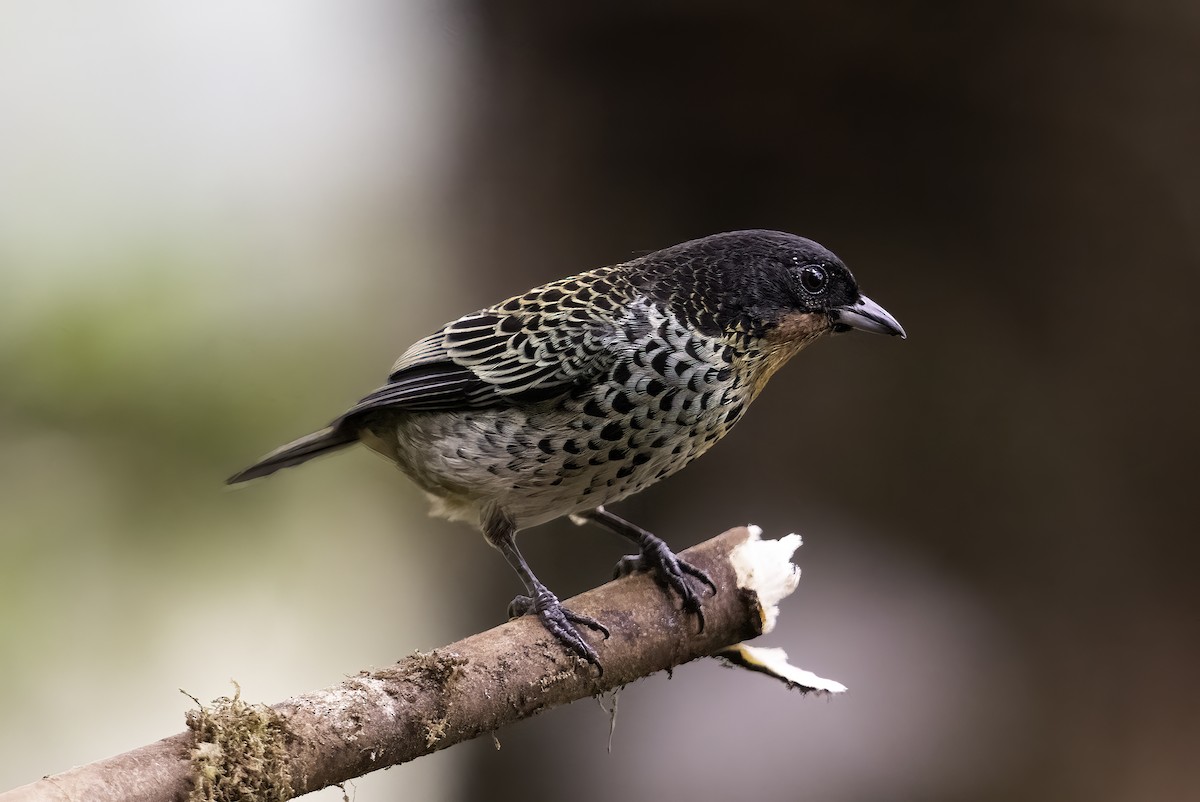 Rufous-throated Tanager - ML620801064