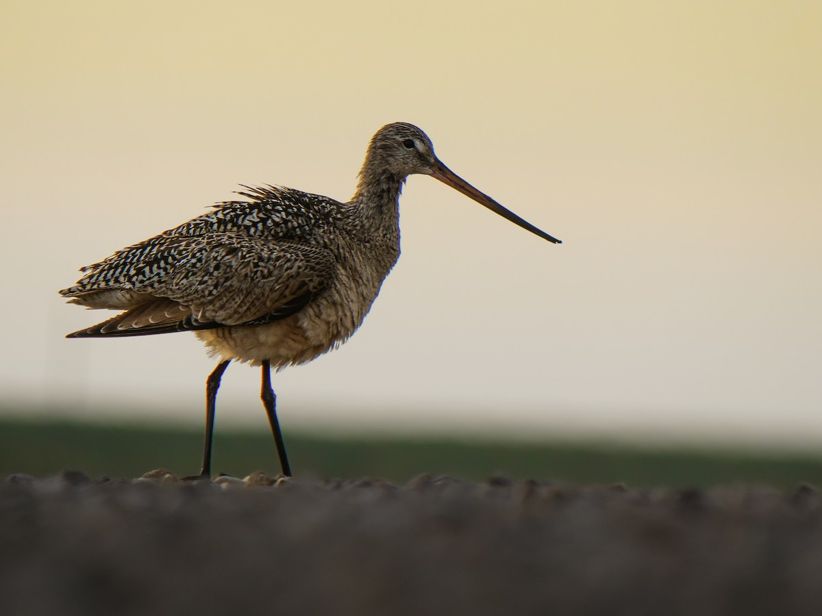 Marbled Godwit - ML620801066