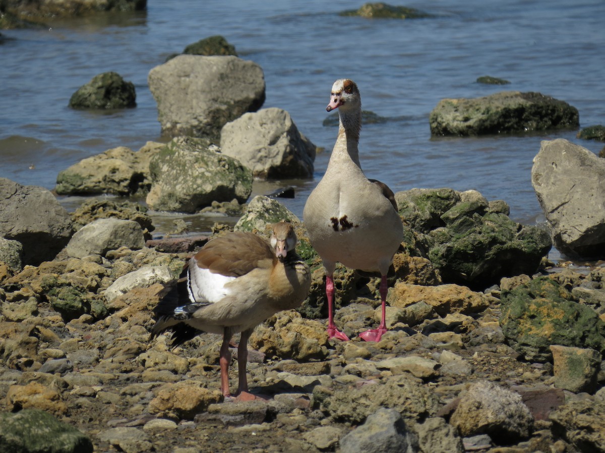 Egyptian Goose - ML620801067