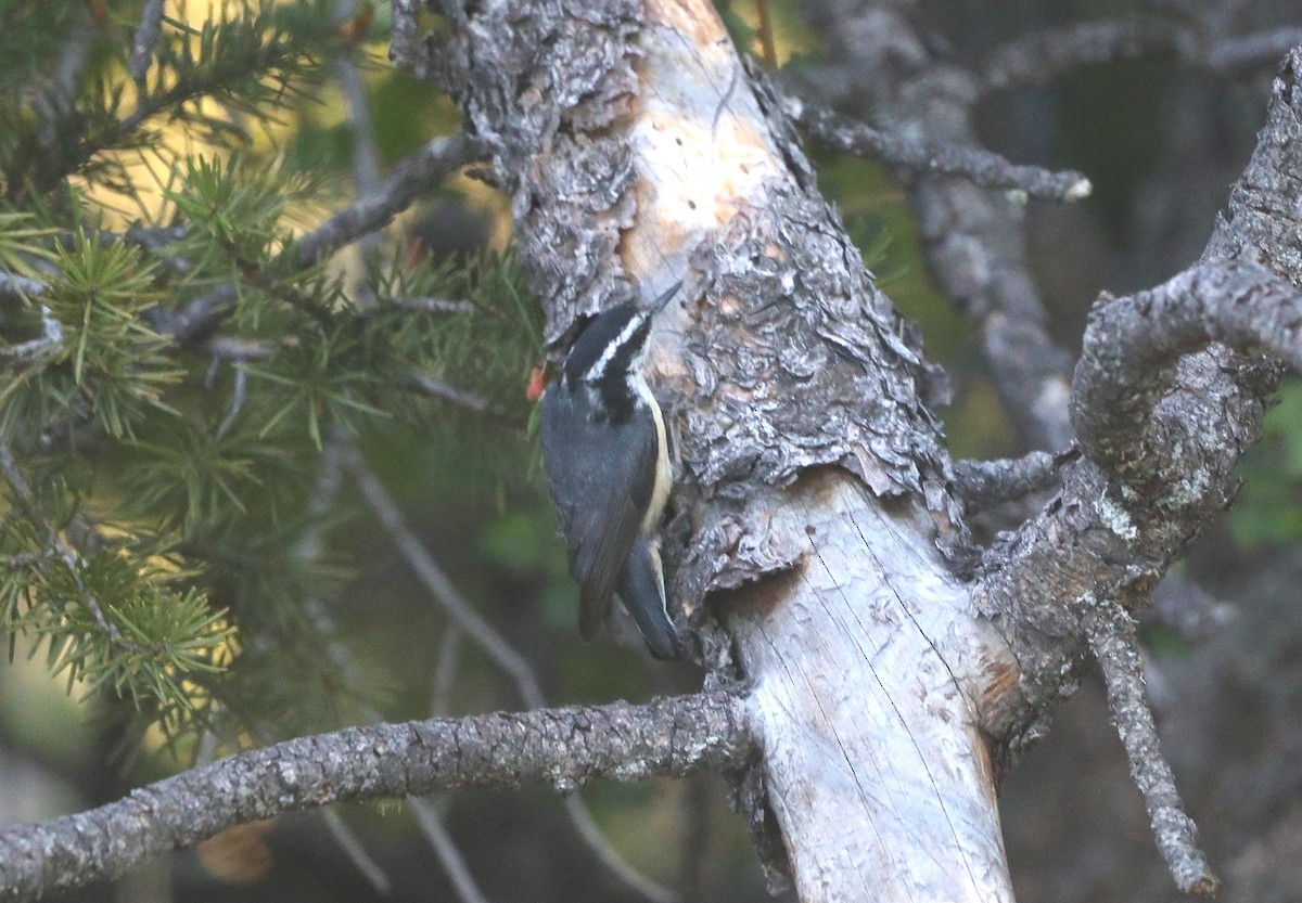 Red-breasted Nuthatch - ML620801074