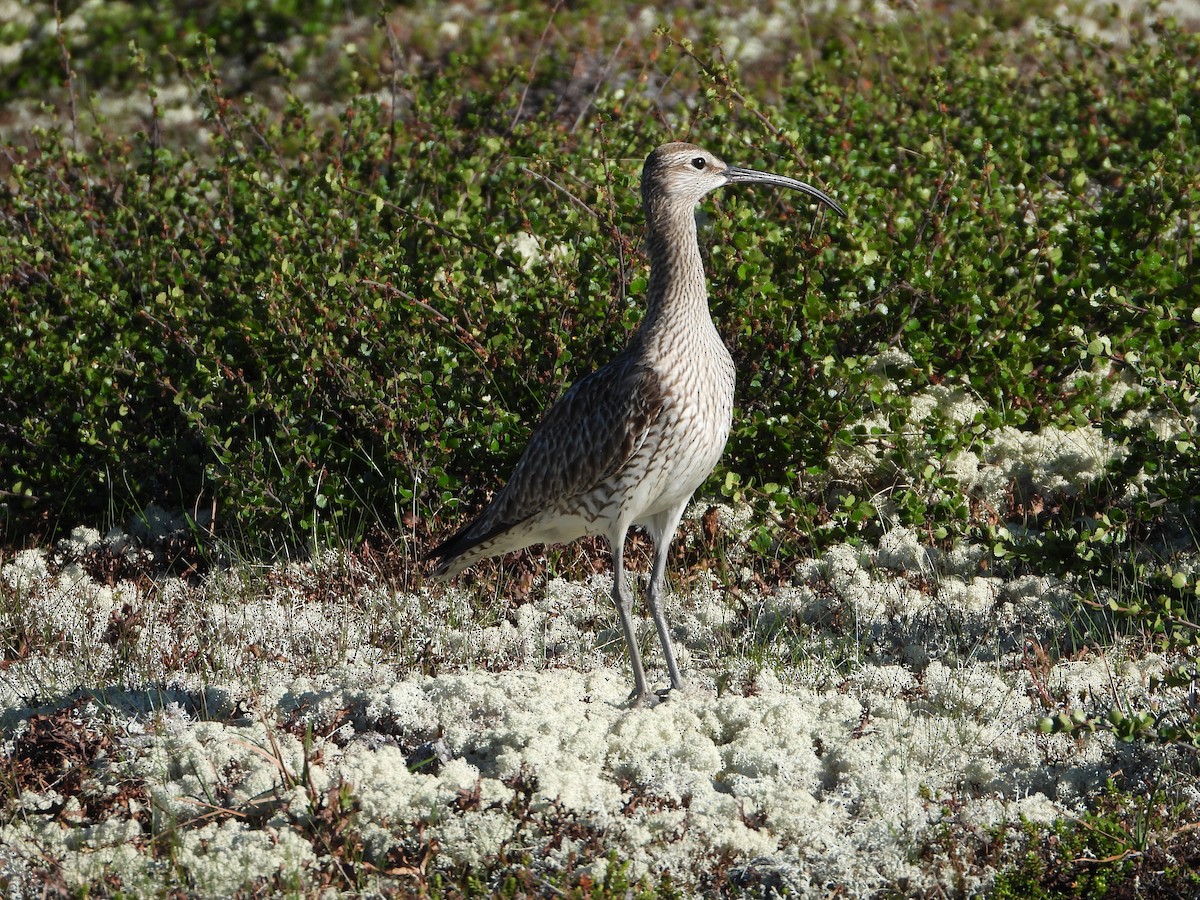 Regenbrachvogel - ML620801075