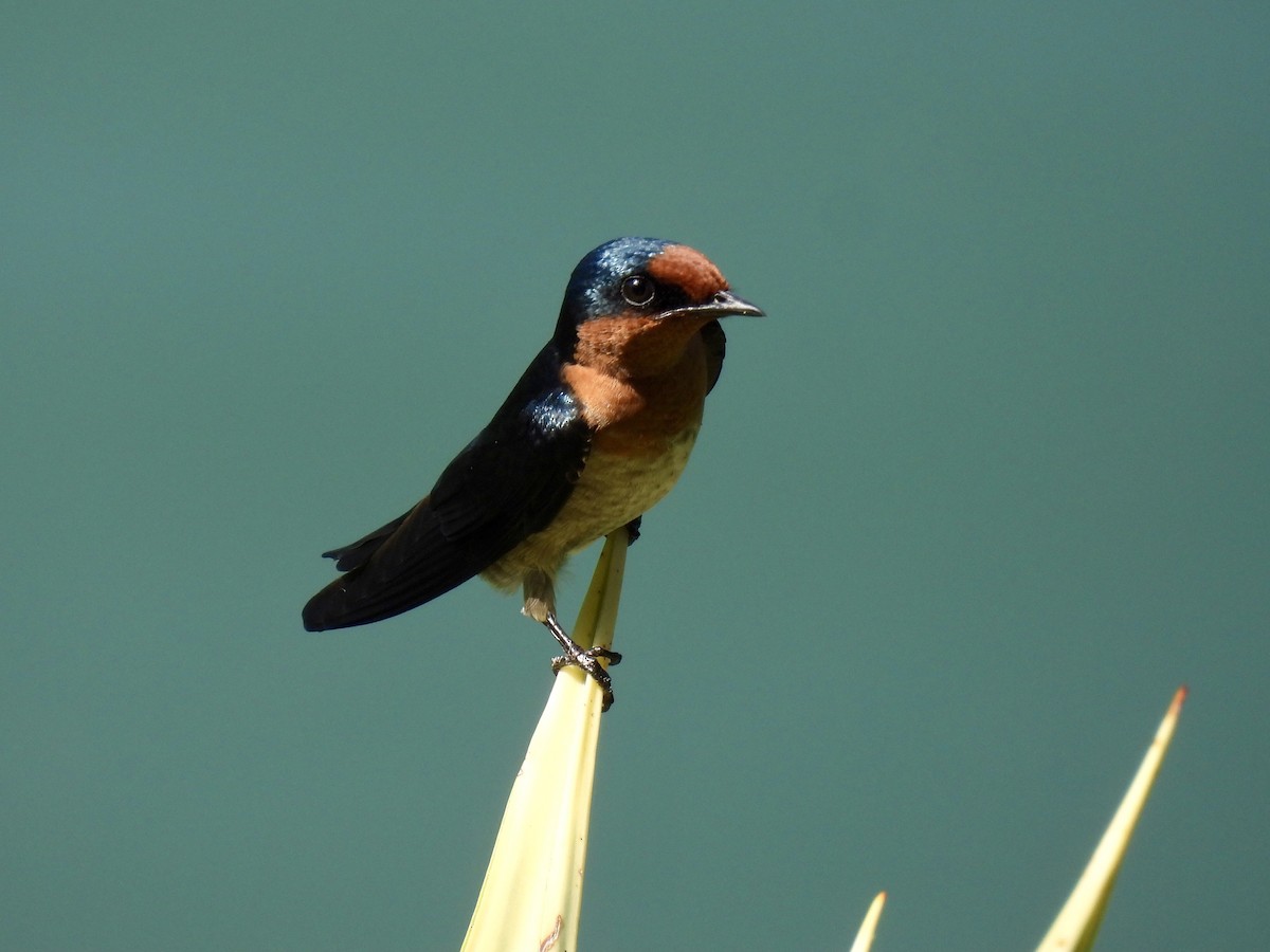 Pacific Swallow - ML620801076