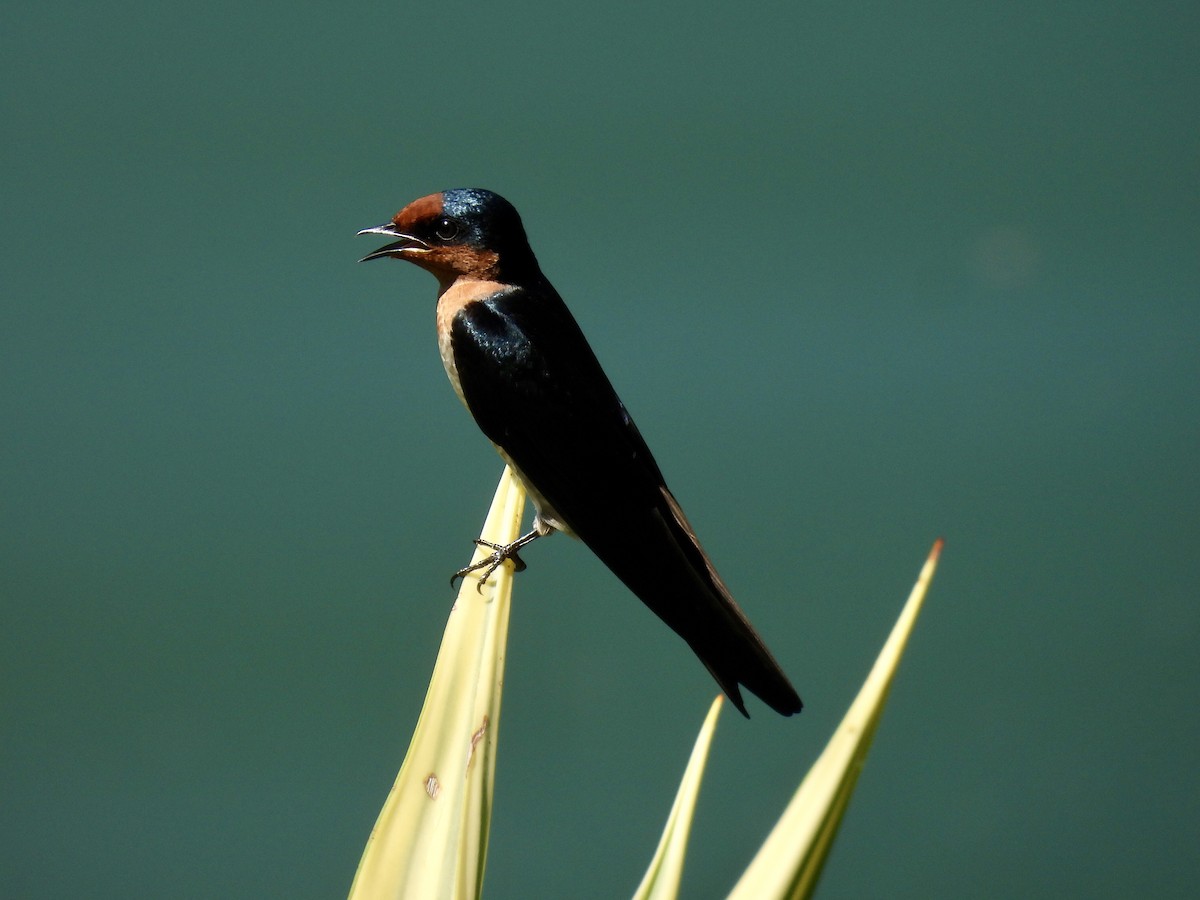 Golondrina del Pacífico - ML620801077