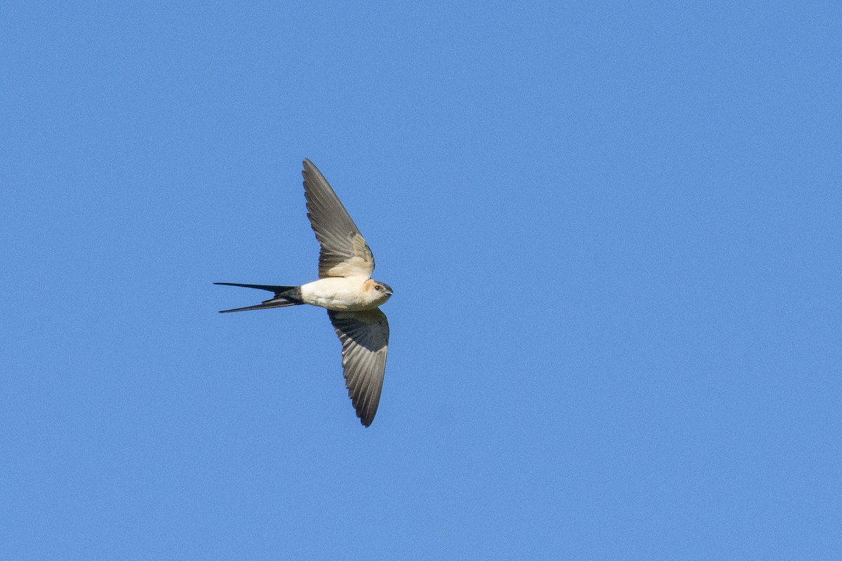 Red-rumped Swallow - ML620801078