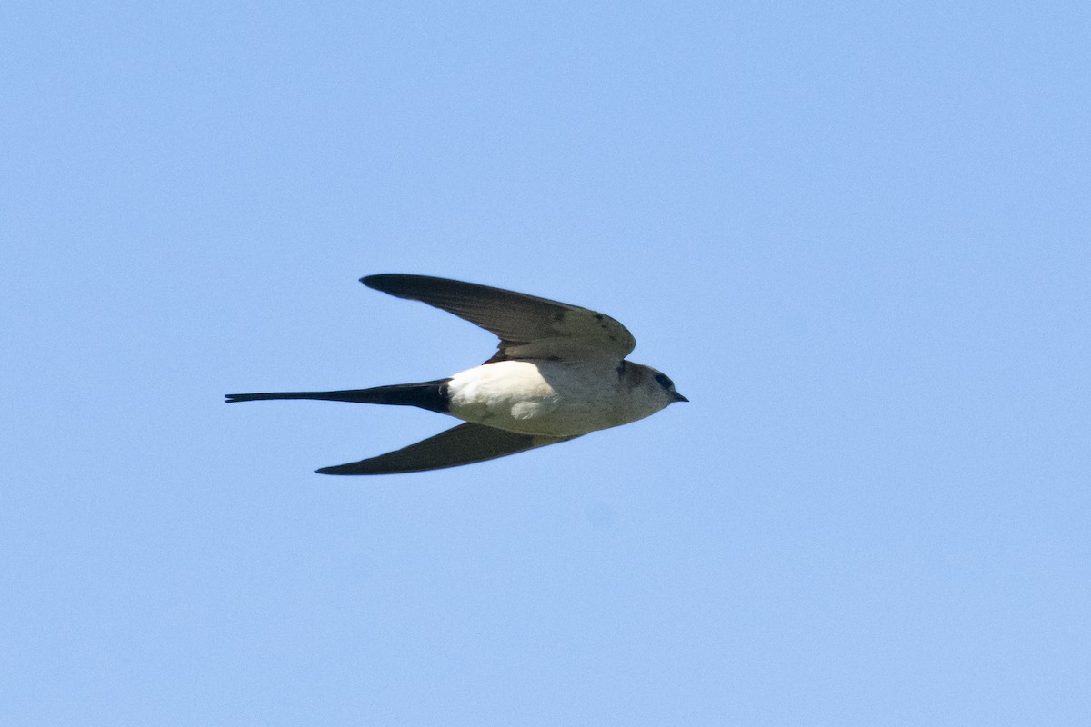 Red-rumped Swallow - ML620801079