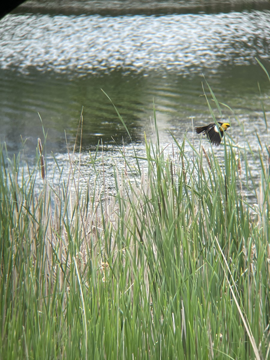 Yellow-headed Blackbird - ML620801080