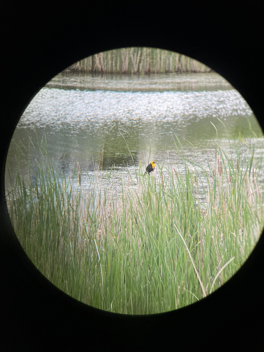 Yellow-headed Blackbird - ML620801081