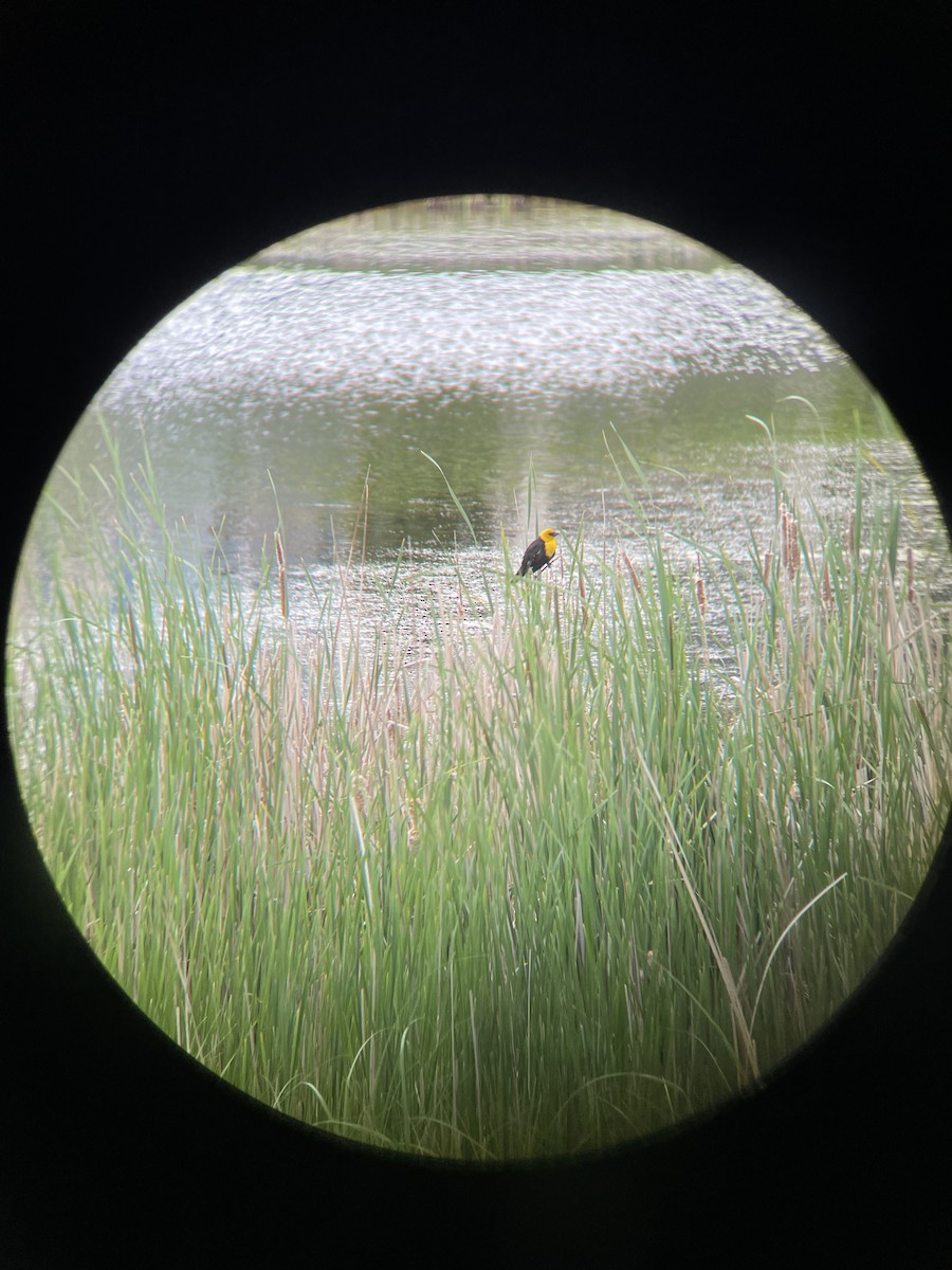 Yellow-headed Blackbird - ML620801082