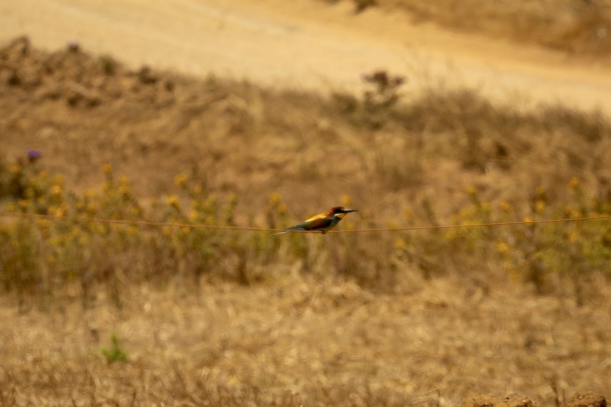 European Bee-eater - ML620801085