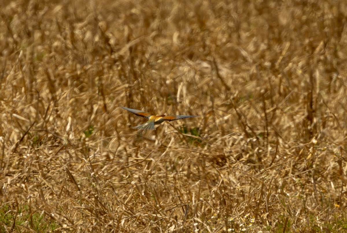 European Bee-eater - ML620801086