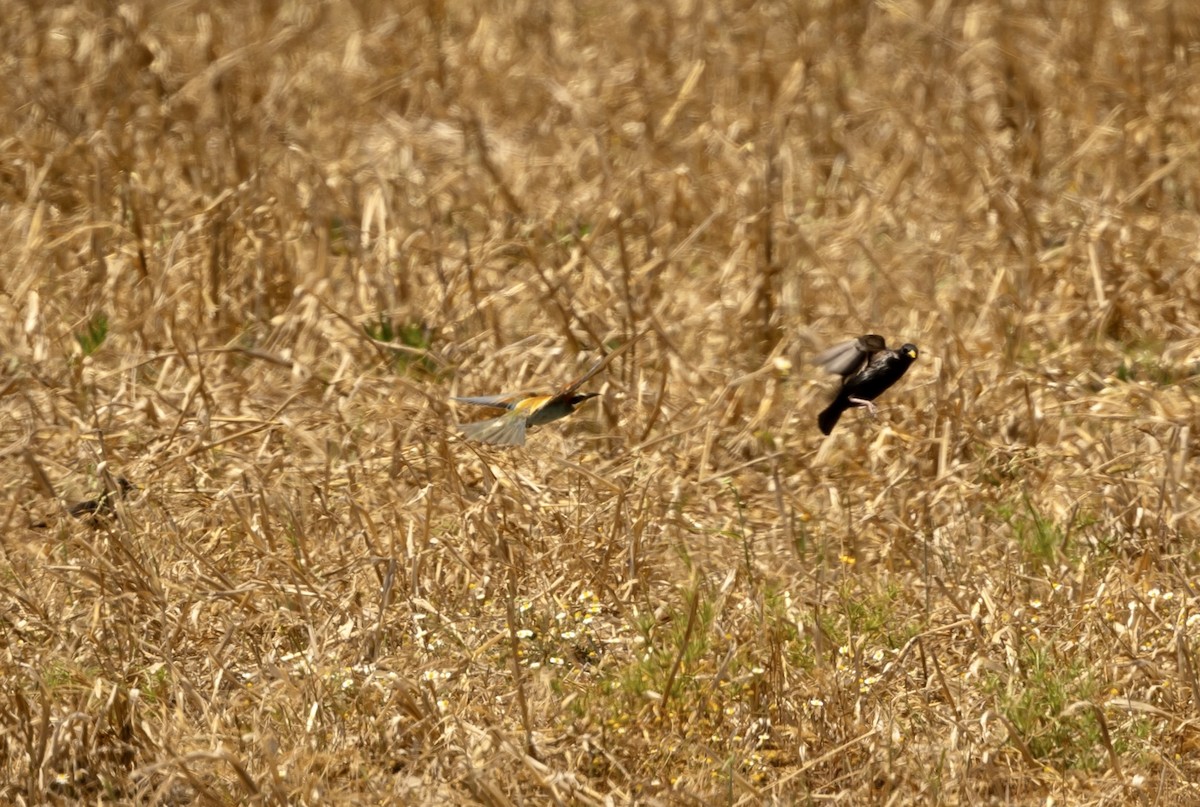 שרקרק מצוי - ML620801087