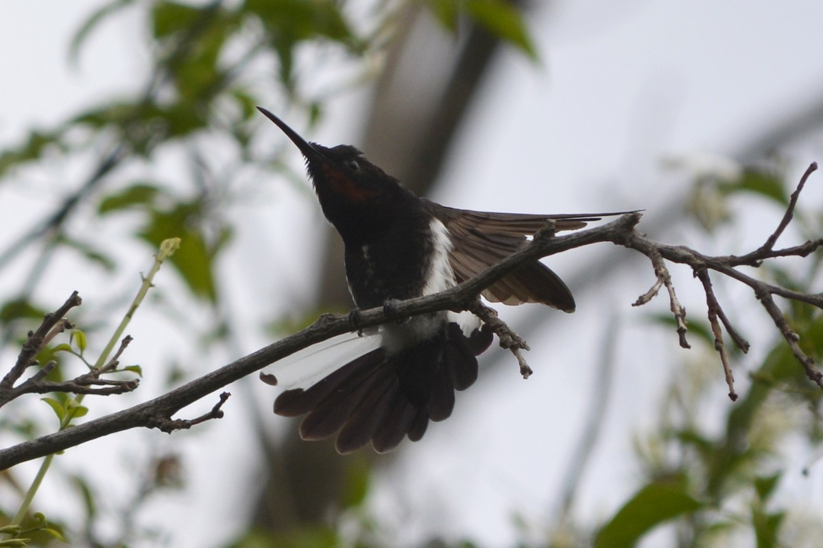 kolibřík černobílý - ML620801089