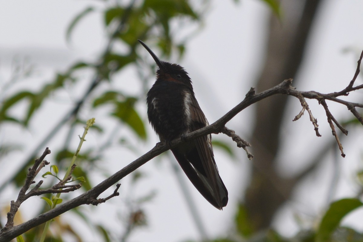 kolibřík černobílý - ML620801092