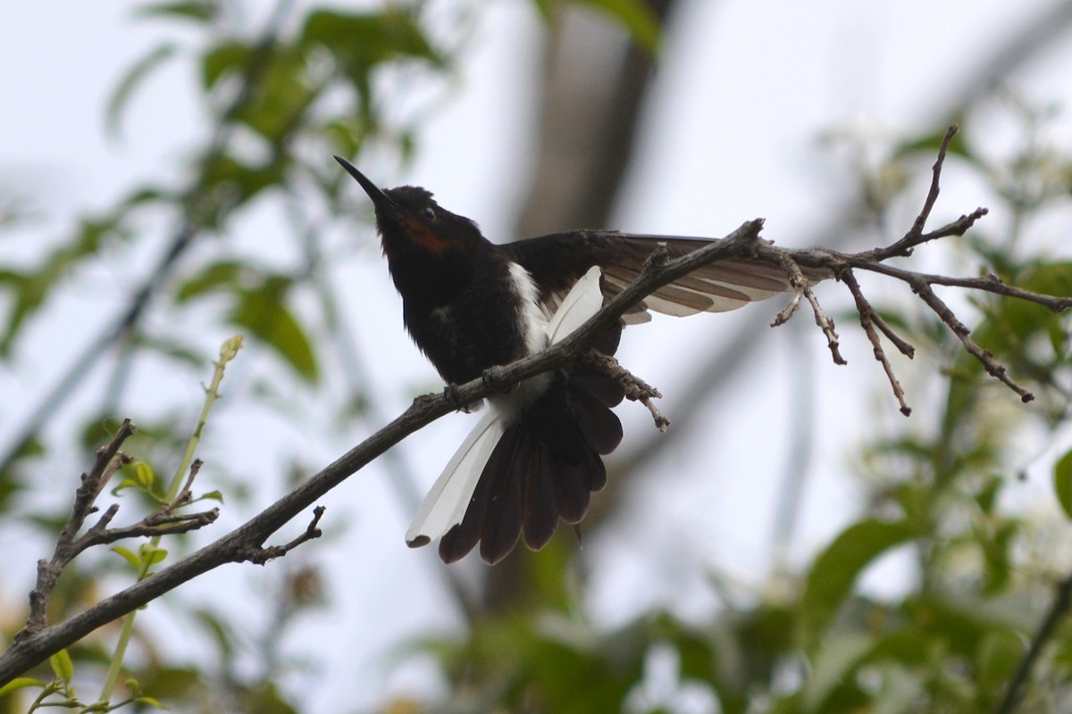 kolibřík černobílý - ML620801093
