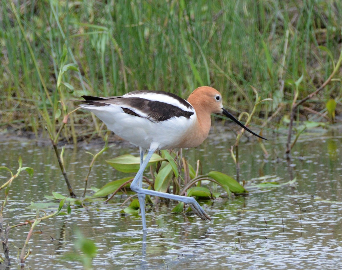 Avocette d'Amérique - ML620801094