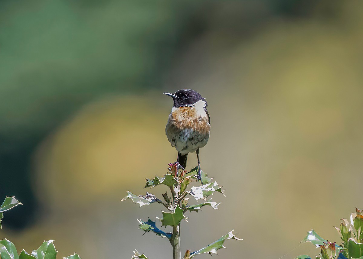 European Stonechat - ML620801095