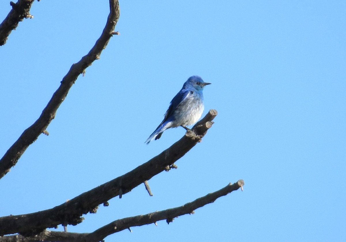 Mountain Bluebird - ML620801099