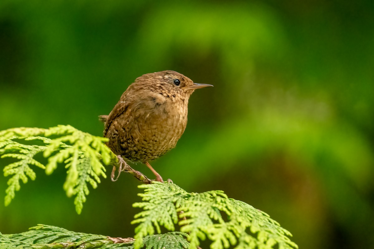 Pacific Wren - ML620801100