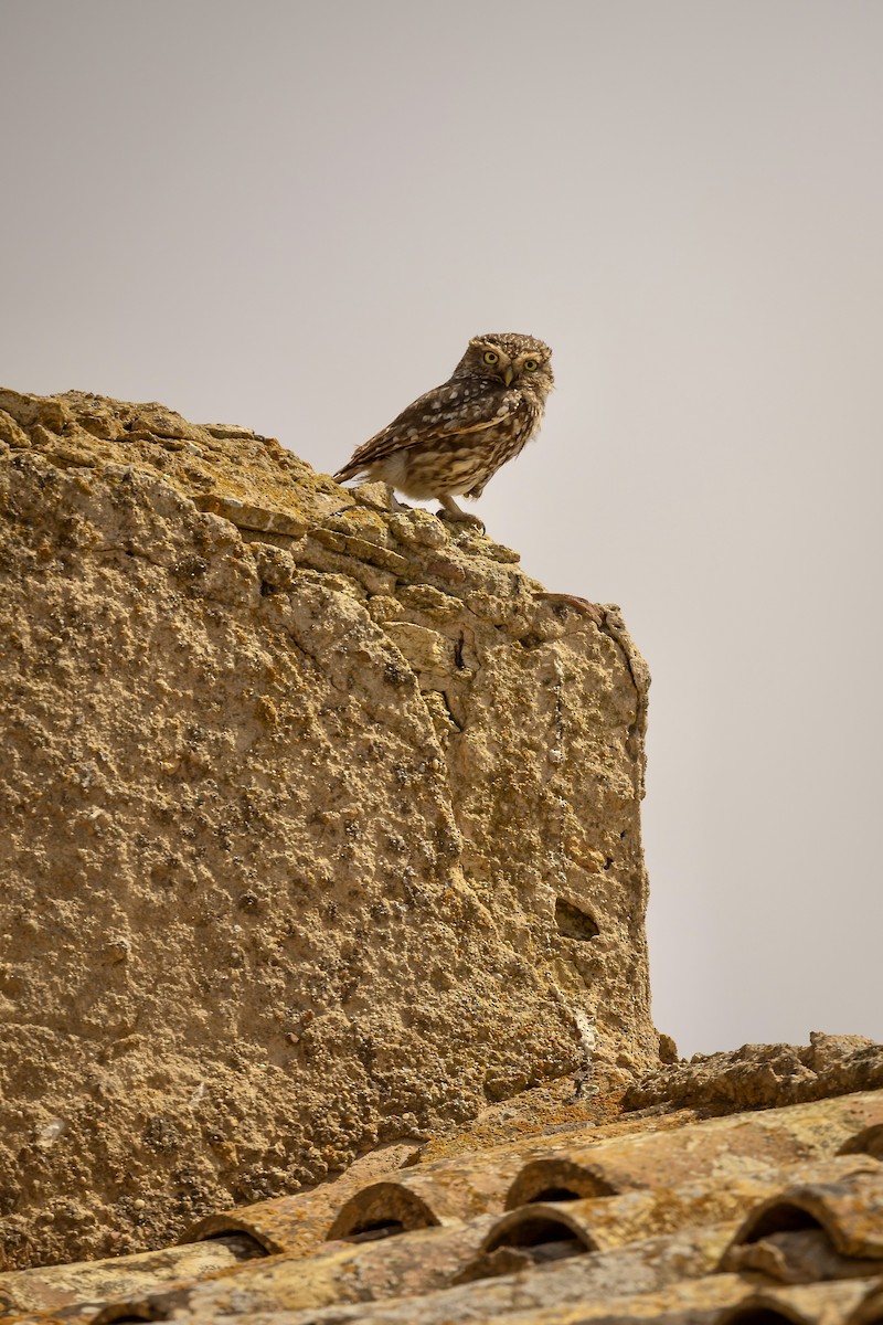 Little Owl - ML620801104