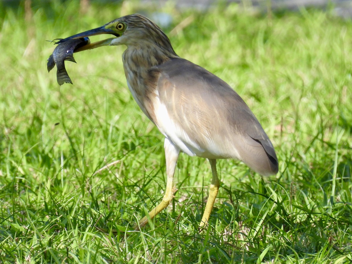 Javan Pond-Heron - ML620801106