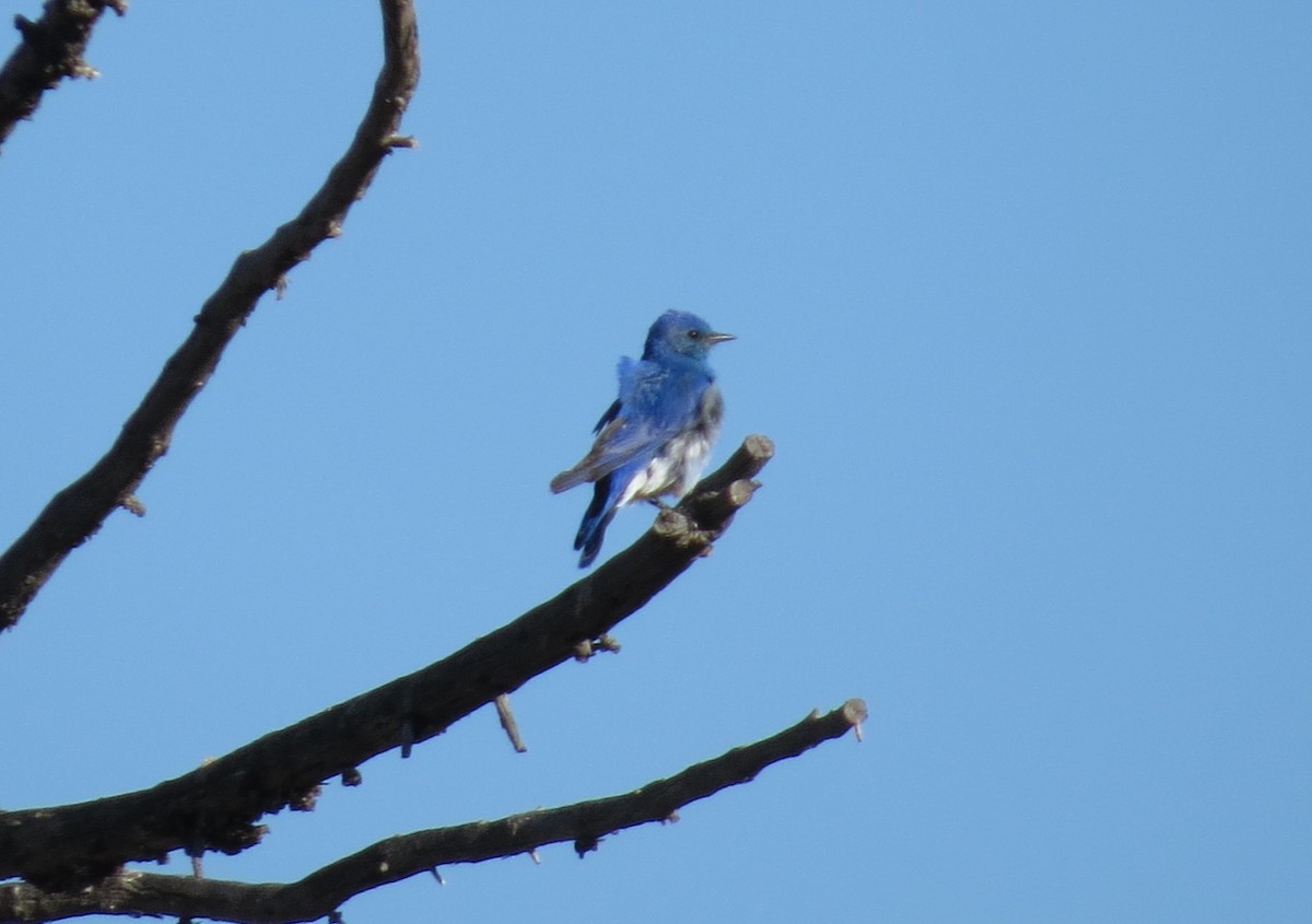 Mountain Bluebird - ML620801109