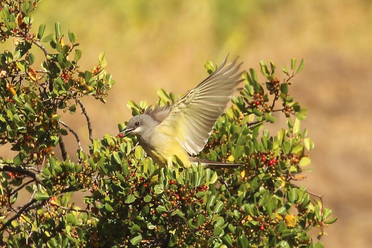 Cassin's Kingbird - ML620801110