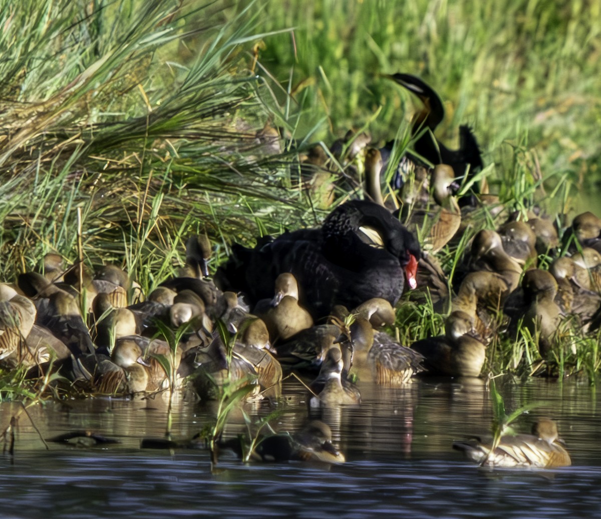 Plumed Whistling-Duck - ML620801113