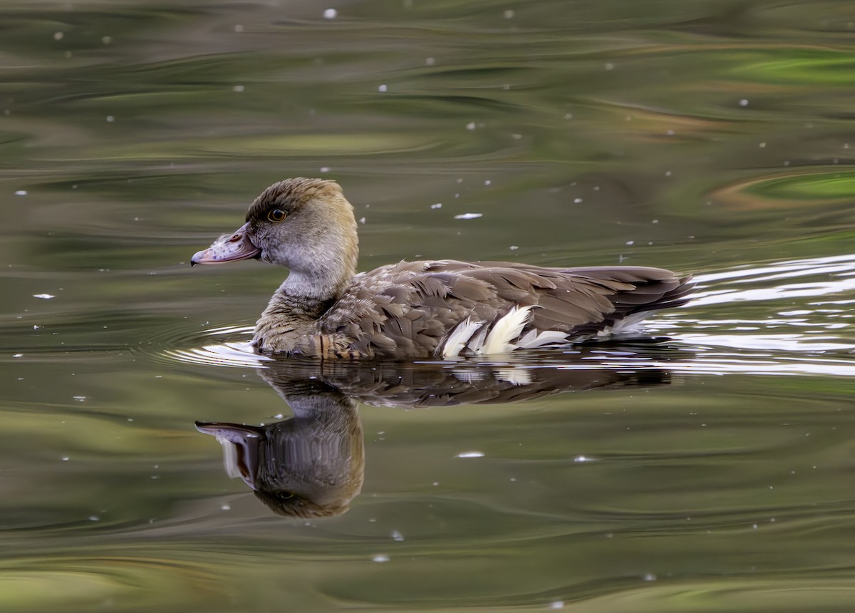 Plumed Whistling-Duck - ML620801121