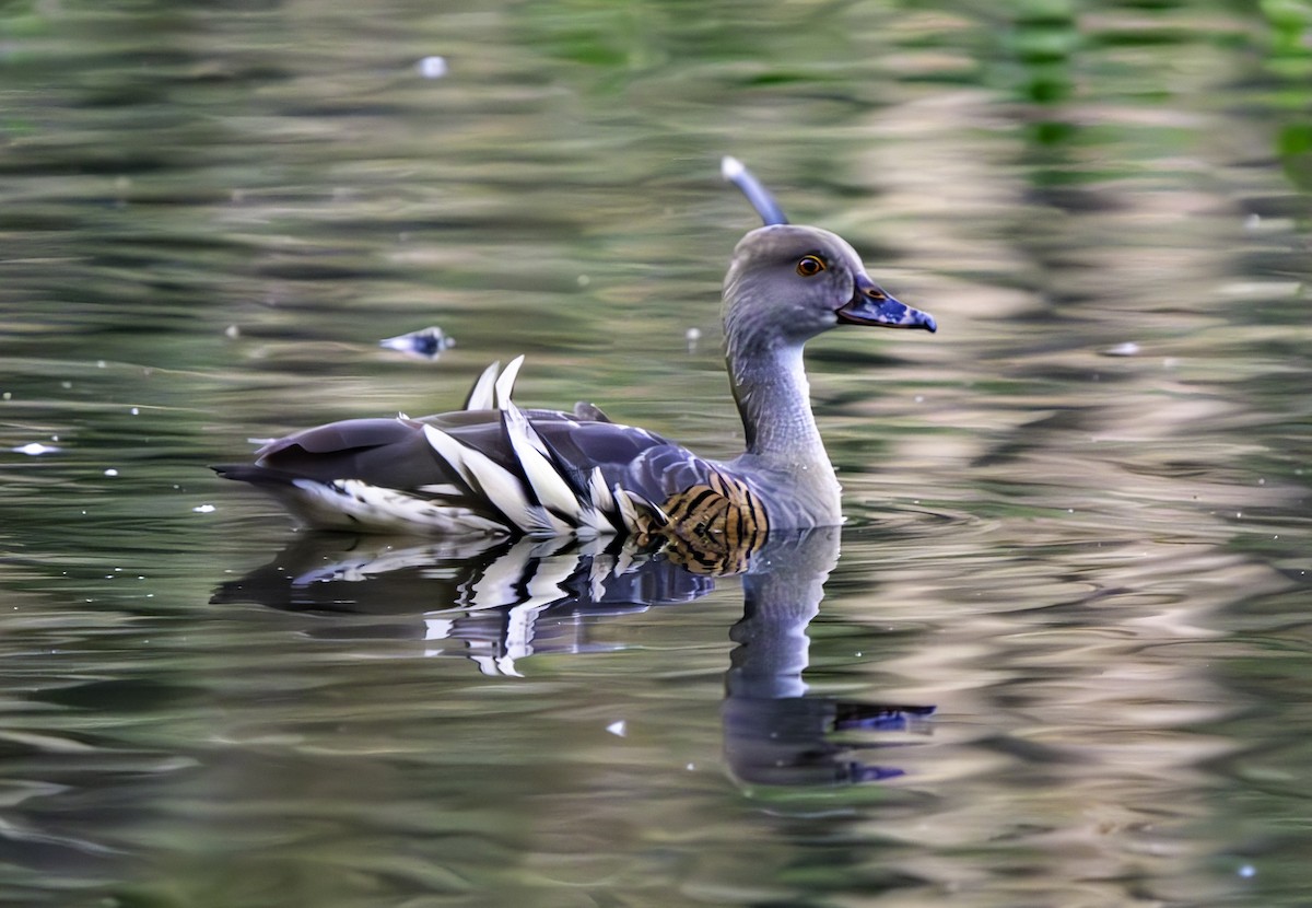 Plumed Whistling-Duck - ML620801124