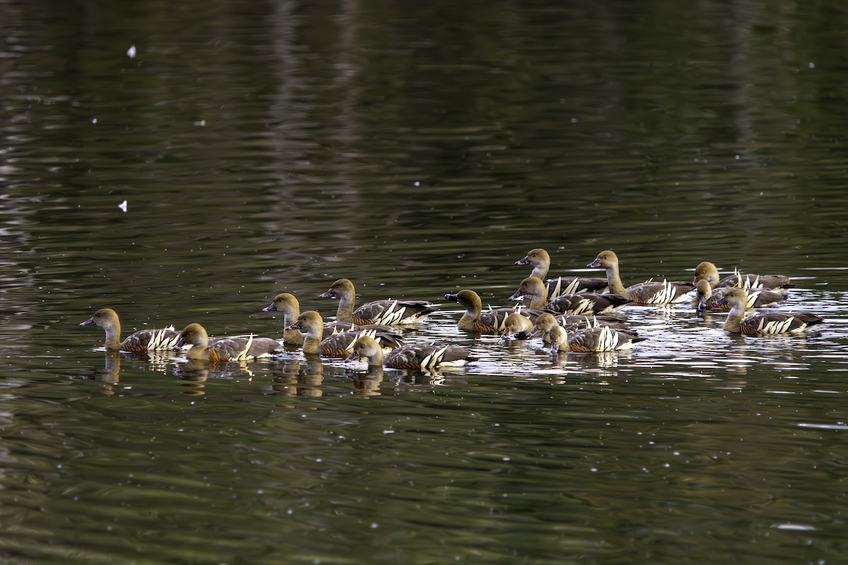 Plumed Whistling-Duck - ML620801125