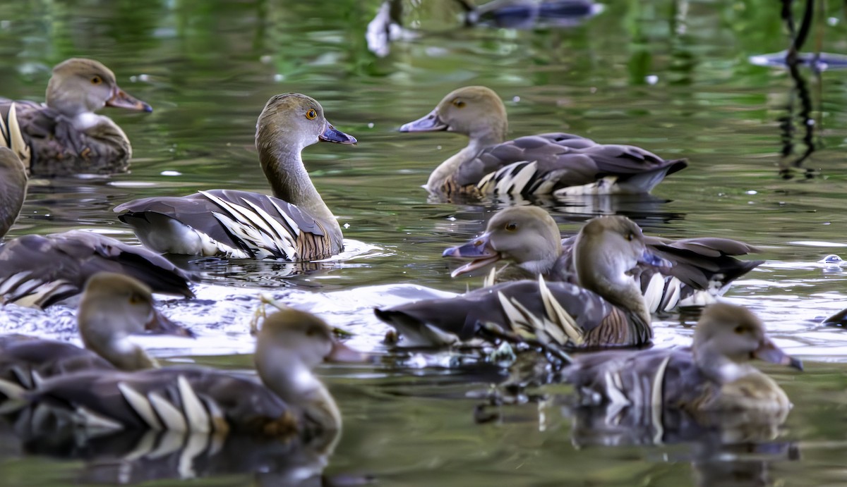 Plumed Whistling-Duck - ML620801127