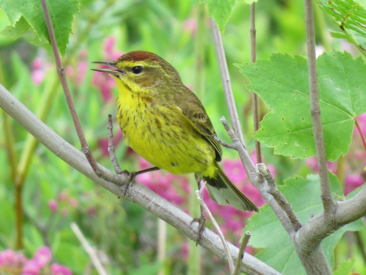 Palm Warbler - ML620801139