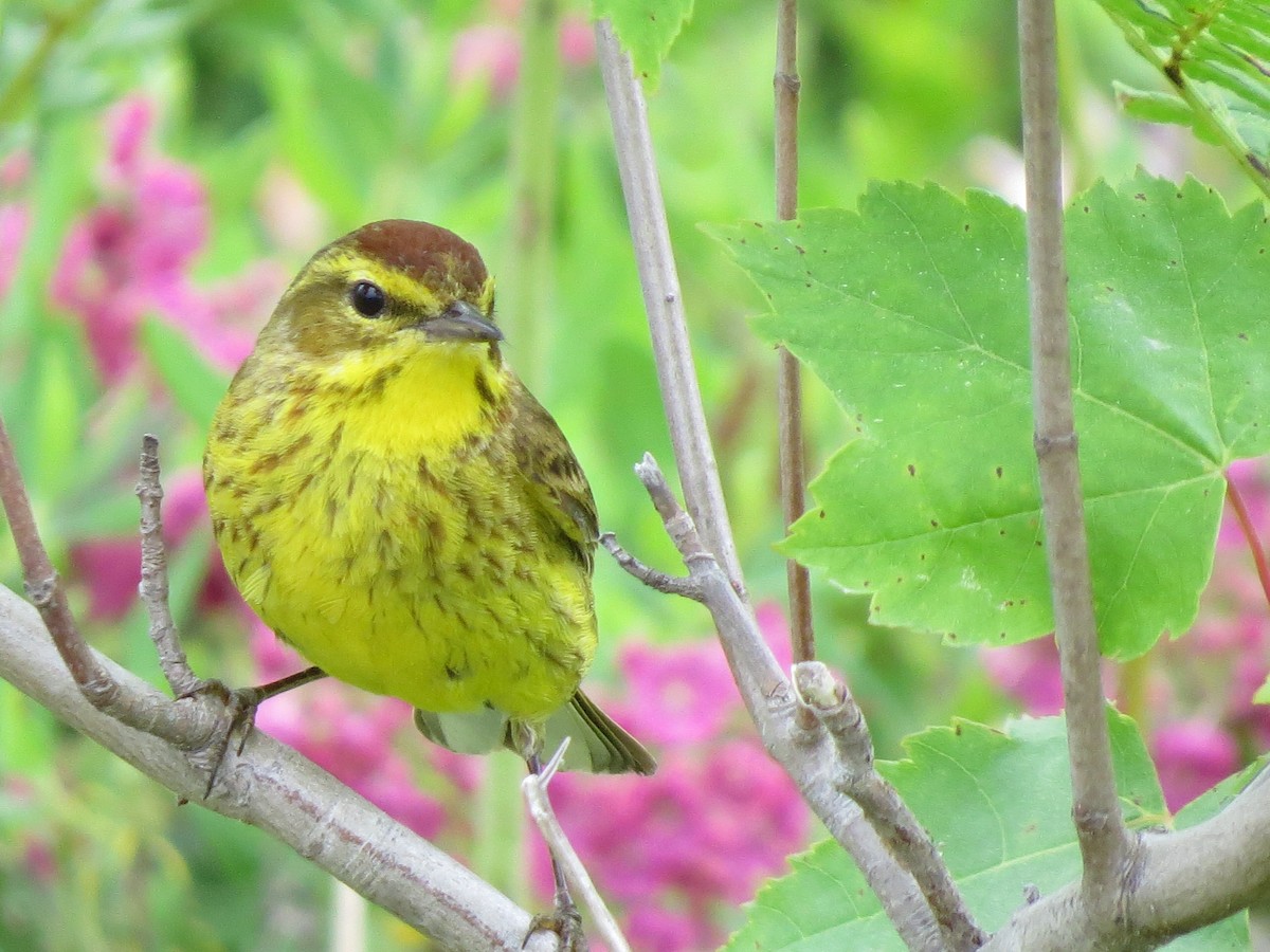 Palm Warbler - ML620801140