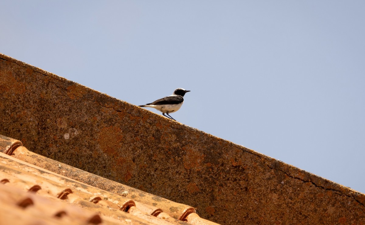 Western Black-eared Wheatear - ML620801144