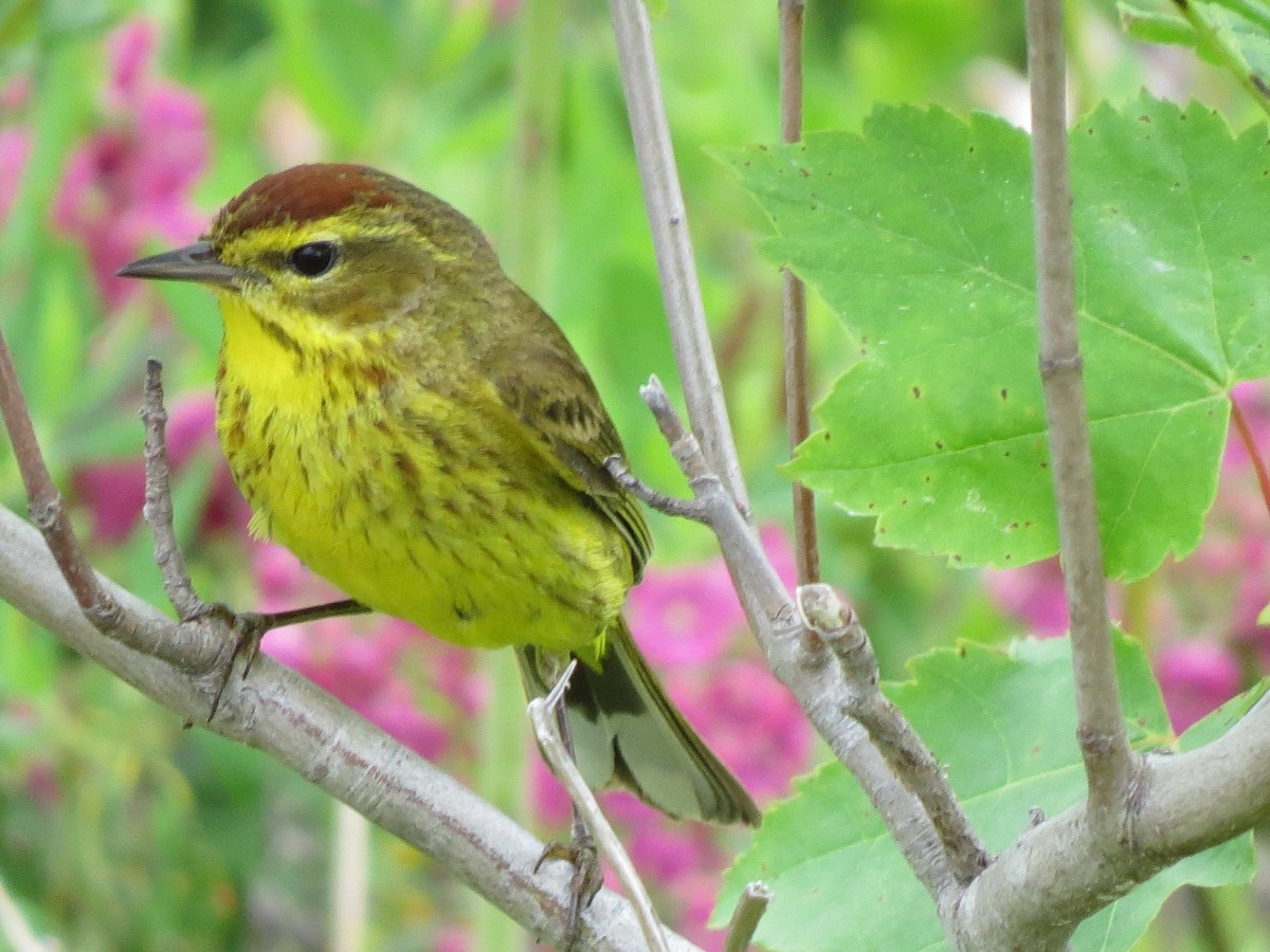 Palm Warbler - ML620801146