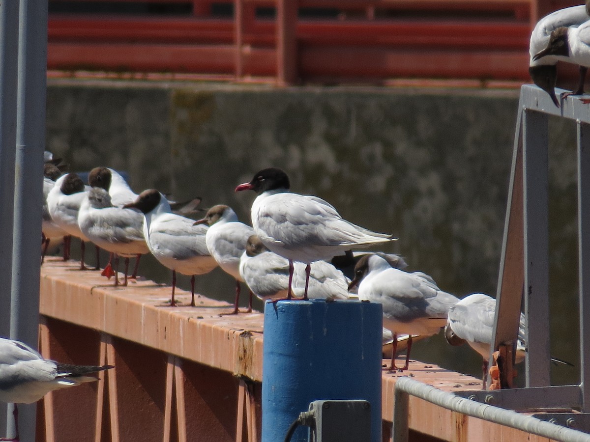 Mediterranean Gull - ML620801147